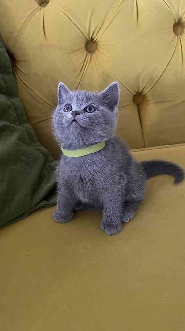 Britská krátkosrstá koťata