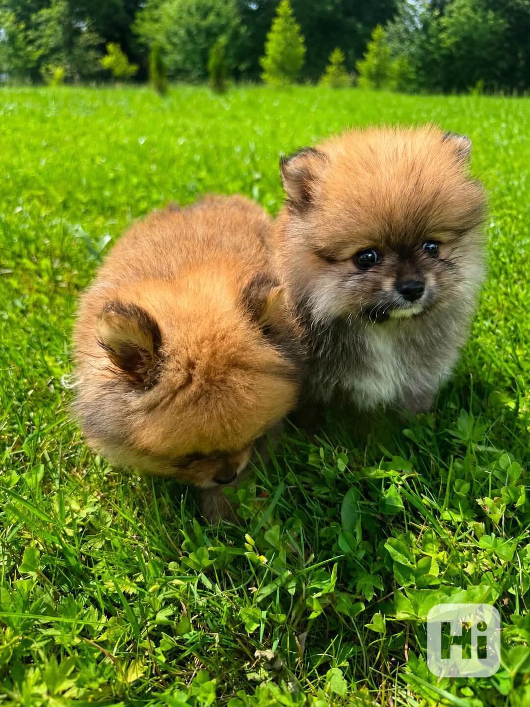 Pomeranian kluci - foto 1