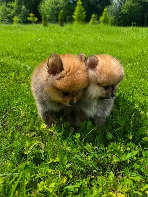 Pomeranian kluci - foto 2