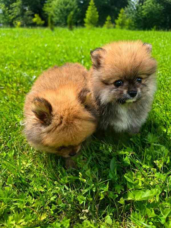 Pomeranian kluci - foto 1