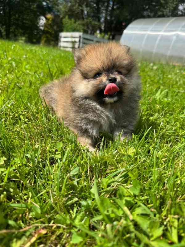 Pomeranian kluci - foto 4