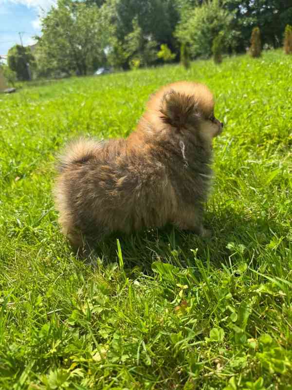 Pomeranian kluci - foto 3