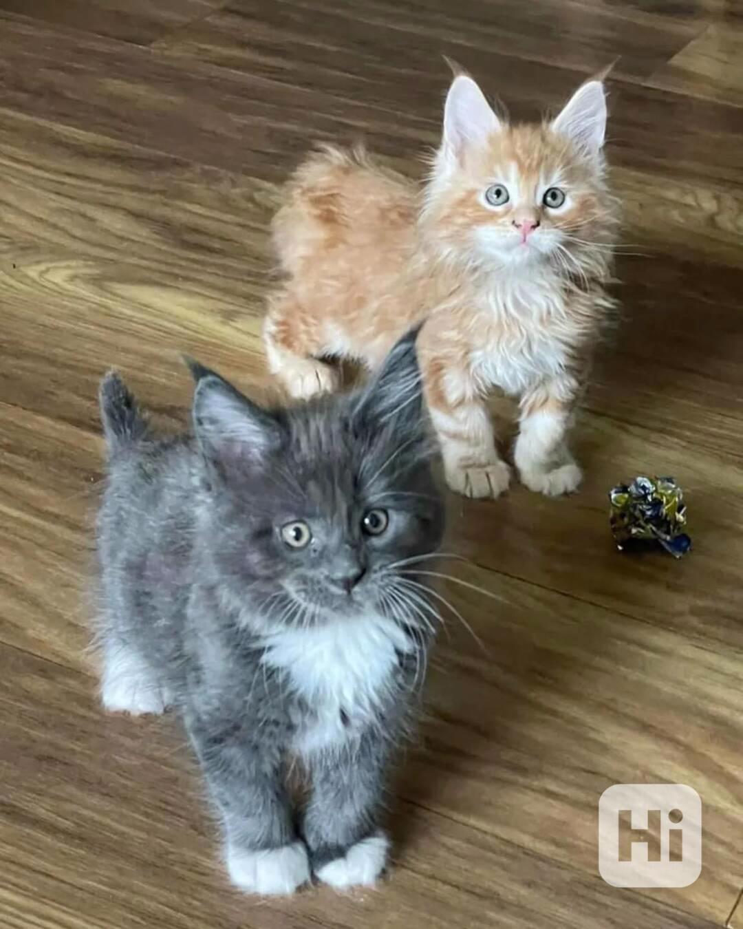 🦁 Krásné kotě Maine Coon na prodej - foto 1