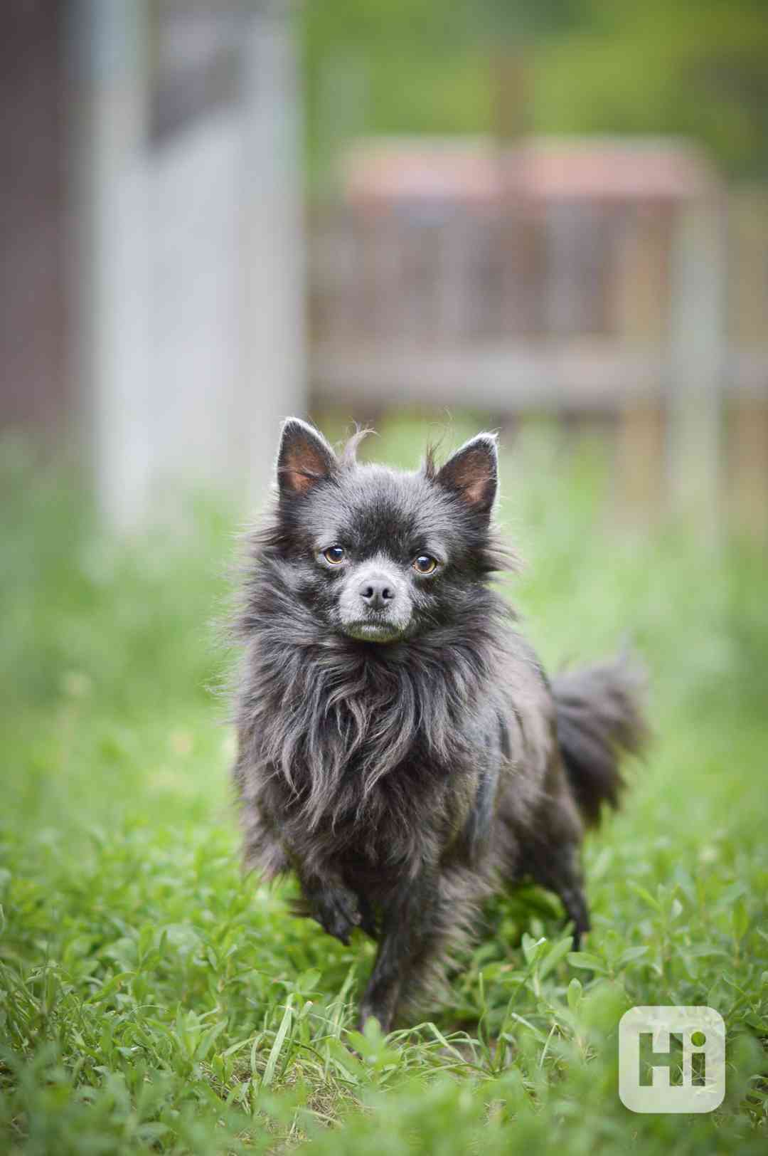 Plavín - x čivava, plachý pejsek, 2 roky - foto 1