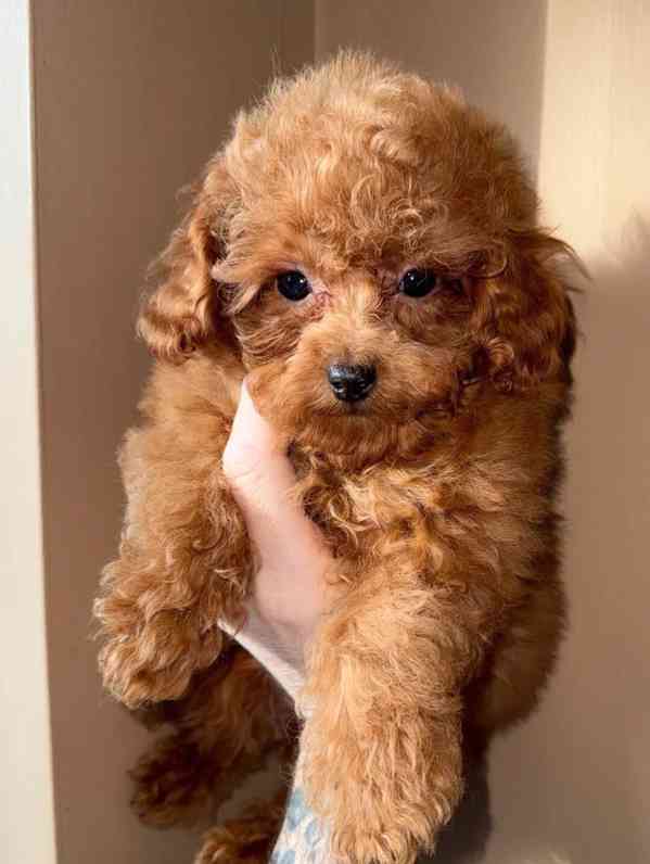 Krásná štěňata toy pudla hledají nové členy - foto 2