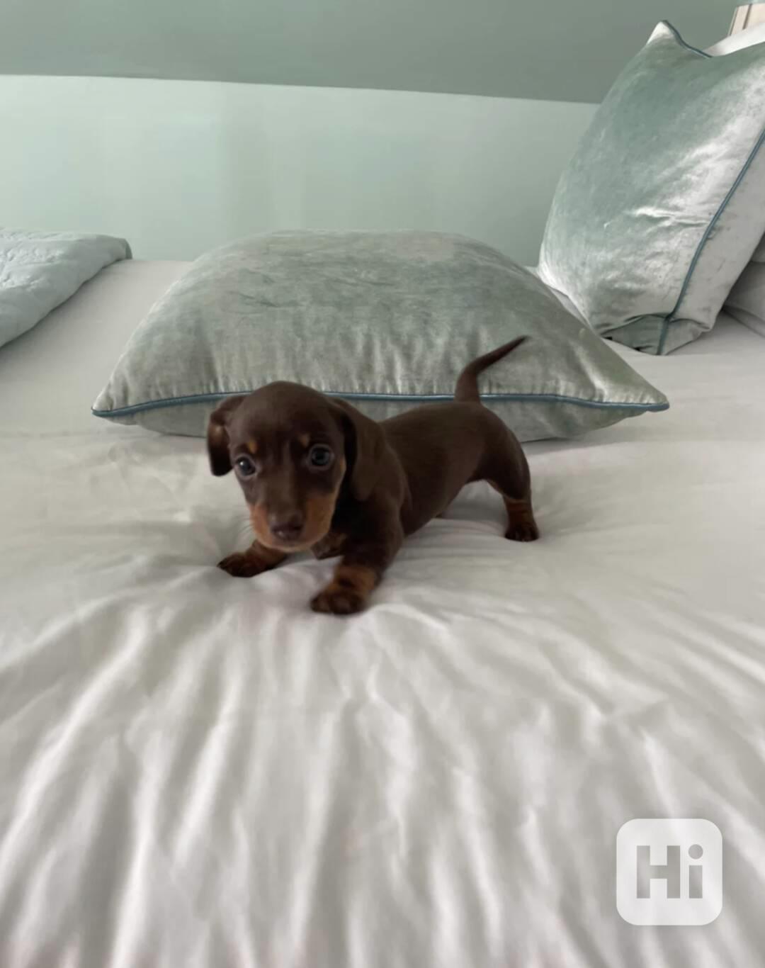 Rozkošná štěňátka miniaturního jezevčíka - foto 1