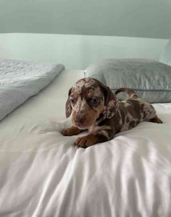 Rozkošná štěňátka miniaturního jezevčíka - foto 5