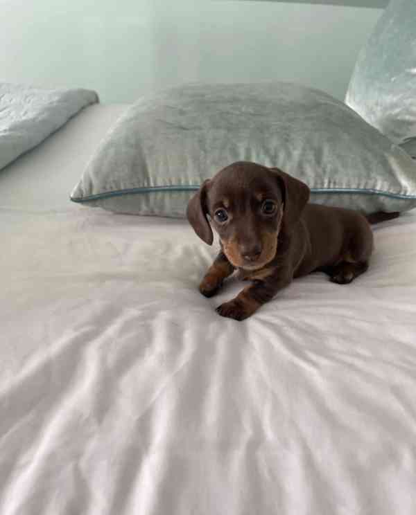 Rozkošná štěňátka miniaturního jezevčíka - foto 3