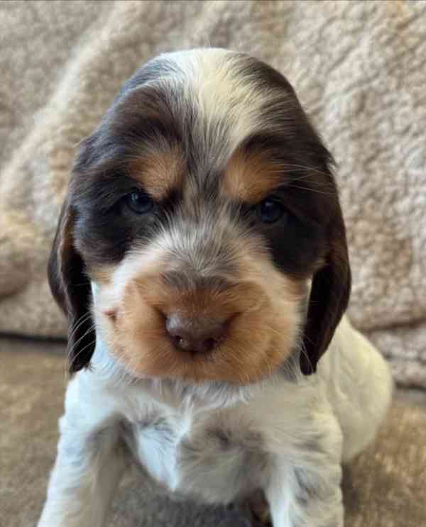 100% KOKRŠPANĚLÍ VÝSTAVNÍHO TYPU, REGISTROVÁNI V KC, ZDRAVOT - foto 1