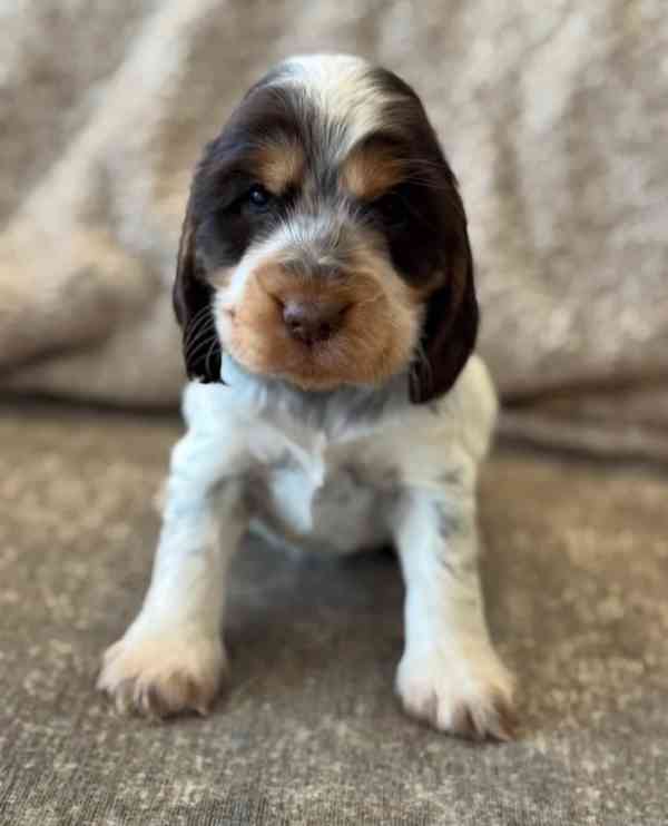 100% KOKRŠPANĚLÍ VÝSTAVNÍHO TYPU, REGISTROVÁNI V KC, ZDRAVOT - foto 3