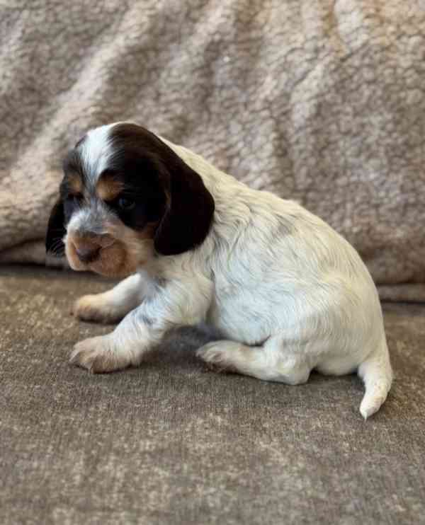 100% KOKRŠPANĚLÍ VÝSTAVNÍHO TYPU, REGISTROVÁNI V KC, ZDRAVOT - foto 2