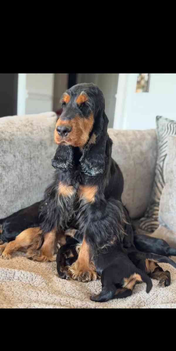 100% KOKRŠPANĚLÍ VÝSTAVNÍHO TYPU, REGISTROVÁNI V KC, ZDRAVOT - foto 4