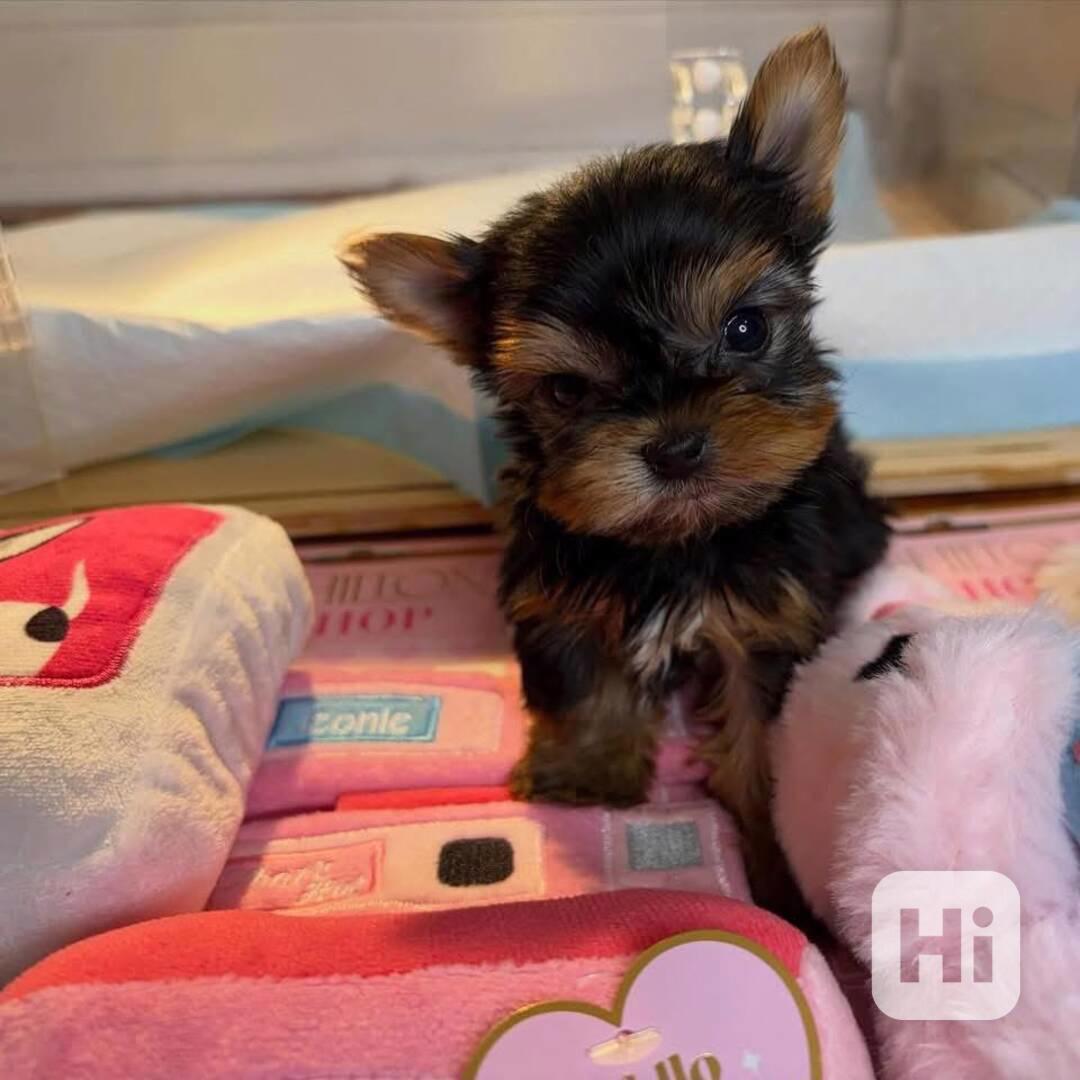 Štěňata Yorkshire teriéra WhatsApp: +34 691 11 04 90 - foto 1