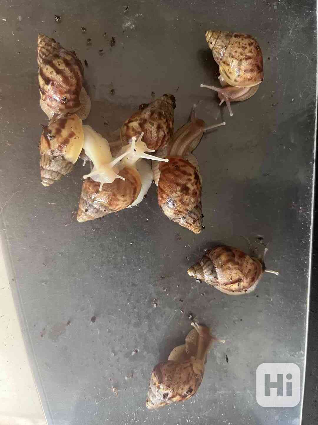 Šnečci Lissachatina Fulica - foto 1