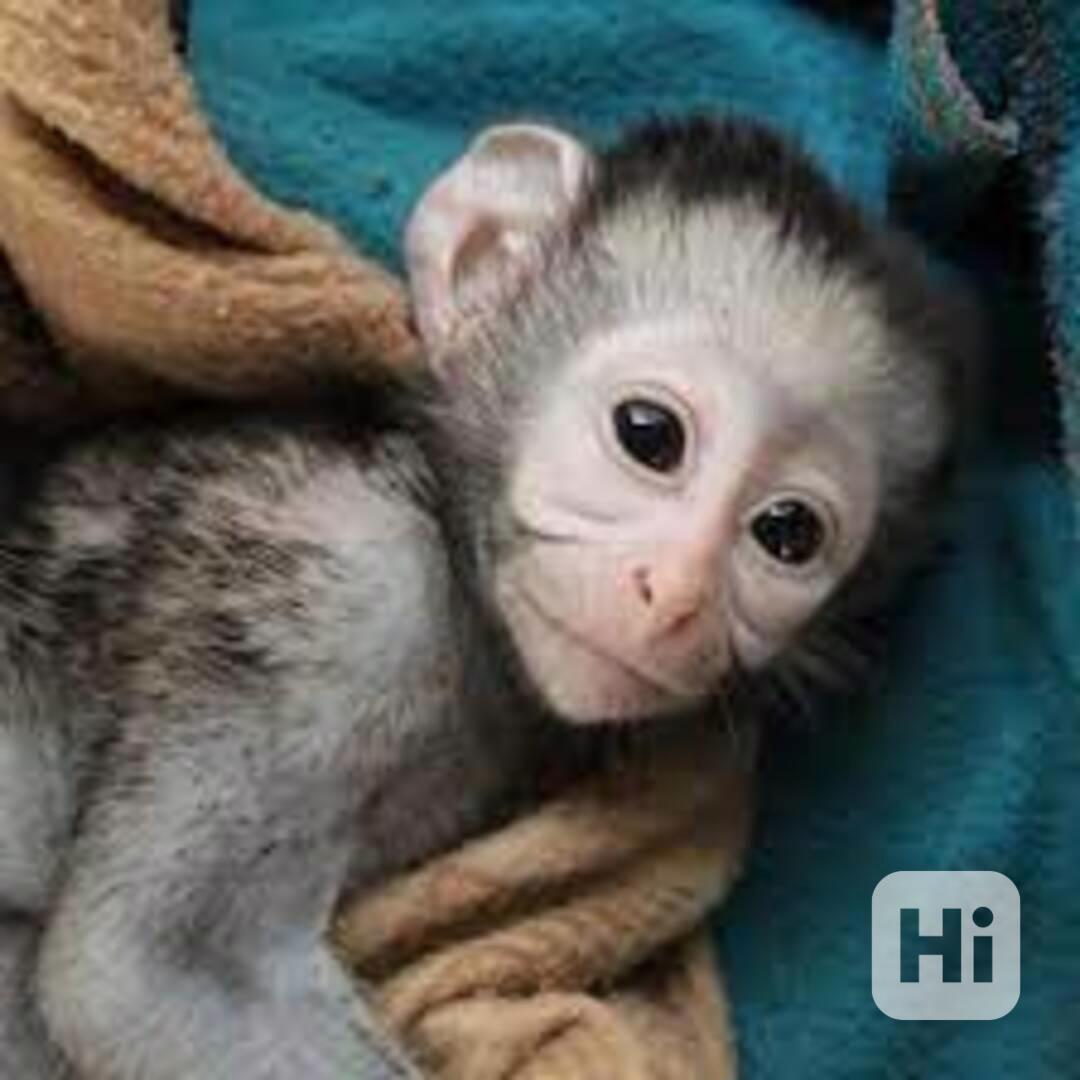 Bílolícá kapucínská opice - foto 1