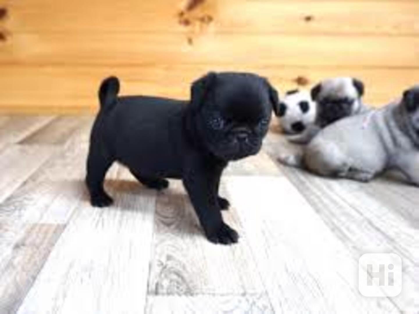 Mops (Mopslík) Pug štěňátka - foto 1