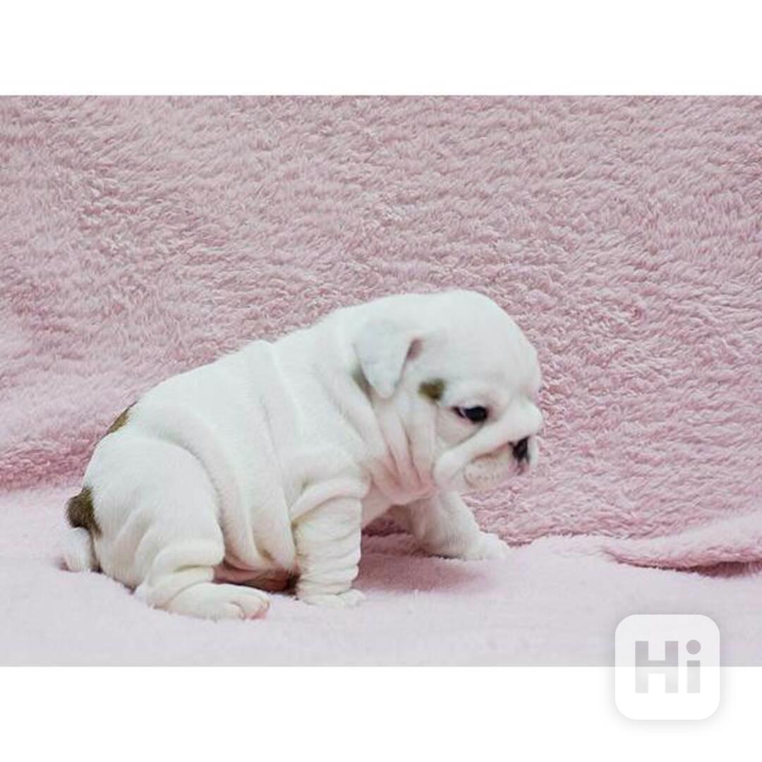 Štěňata kvalitního anglického buldoka - foto 1