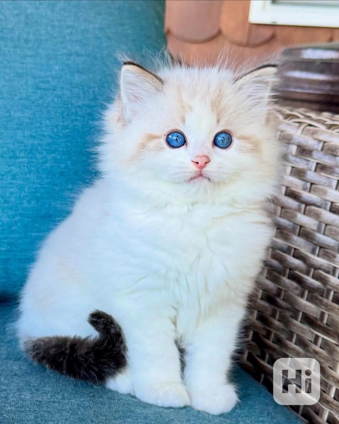 Nádherná koťátka plemene Ragdoll hledají trvalé rodiny - foto 1