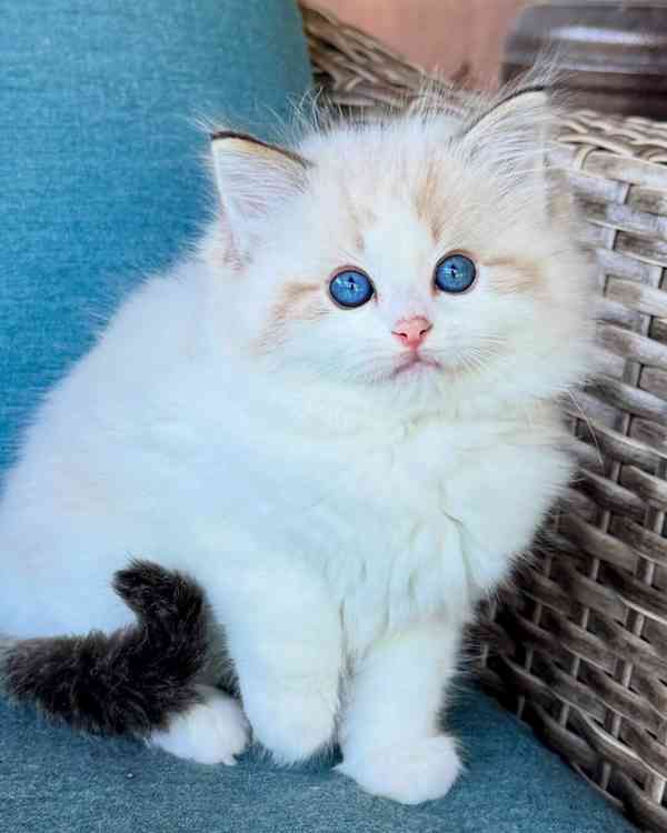 Nádherná koťátka plemene Ragdoll hledají trvalé rodiny - foto 2