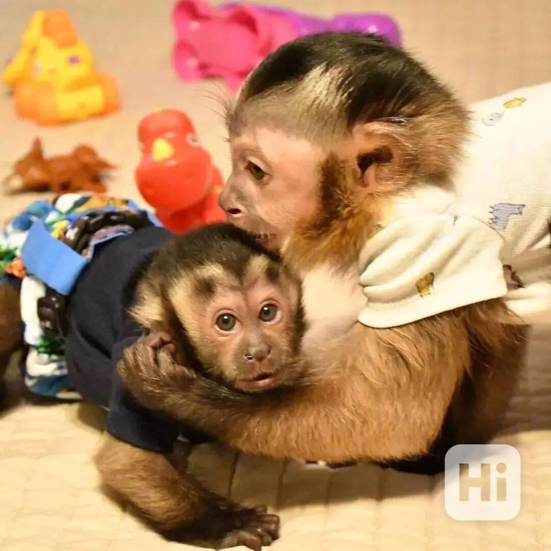 K dispozici vynikající kapucínské opice – kluci i holčičky - foto 1