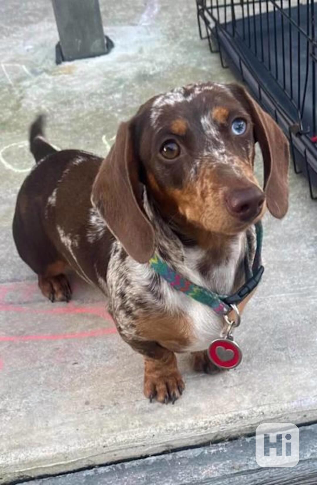 puppy - foto 1