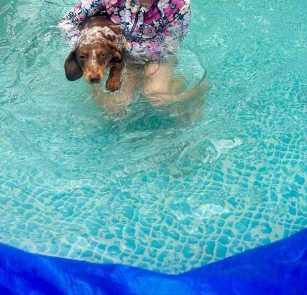 puppy - foto 2