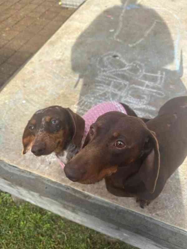 puppy - foto 4
