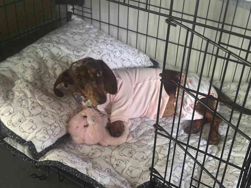 puppy - foto 3