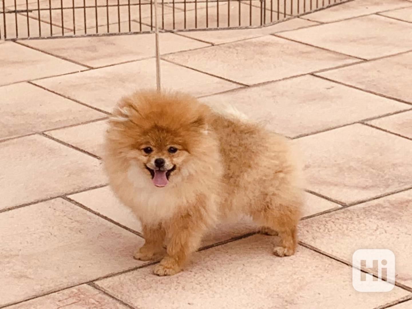 Pomeranian - foto 1