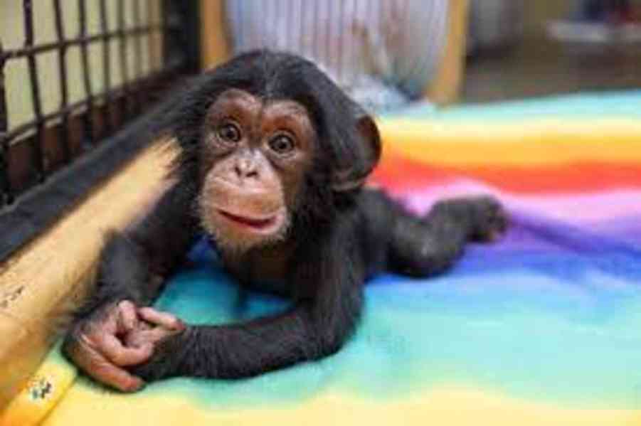 Okouzlující opice marmoset na prodej