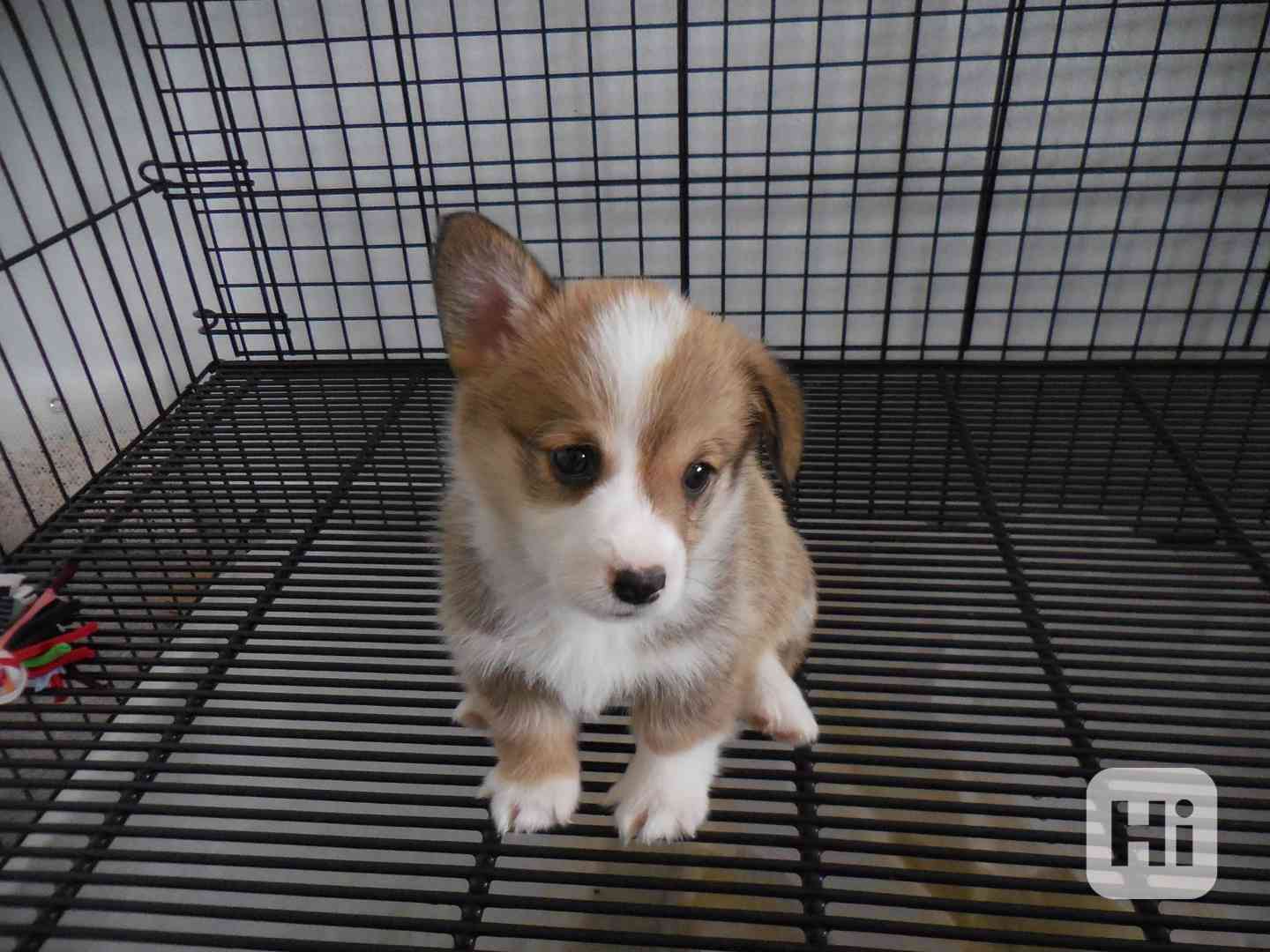 Pembroke Welsh Corgi - foto 1