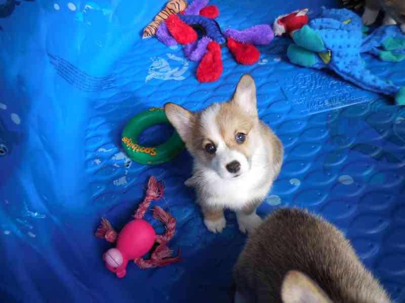 Pembroke Welsh Corgi - foto 3