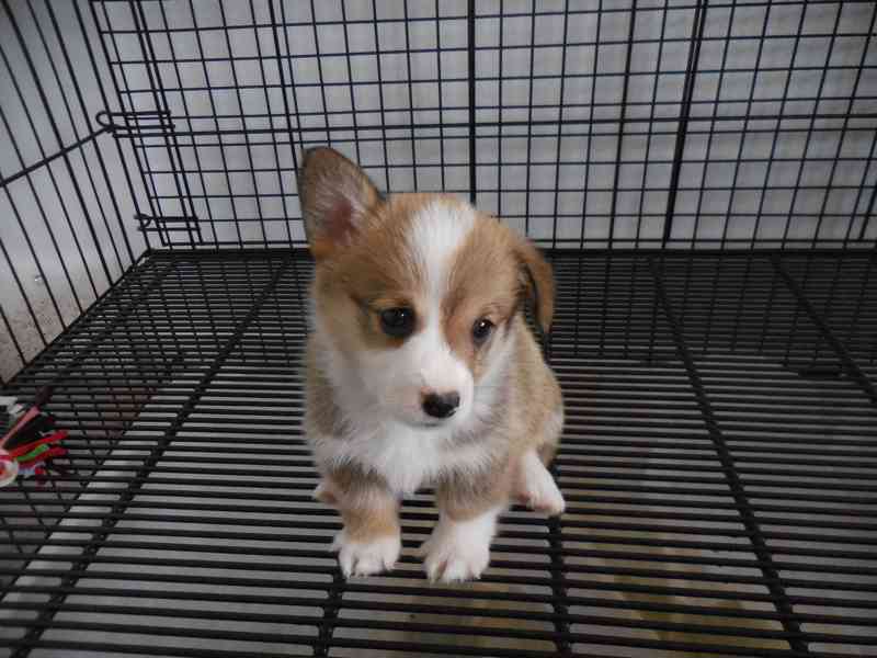Pembroke Welsh Corgi - foto 1