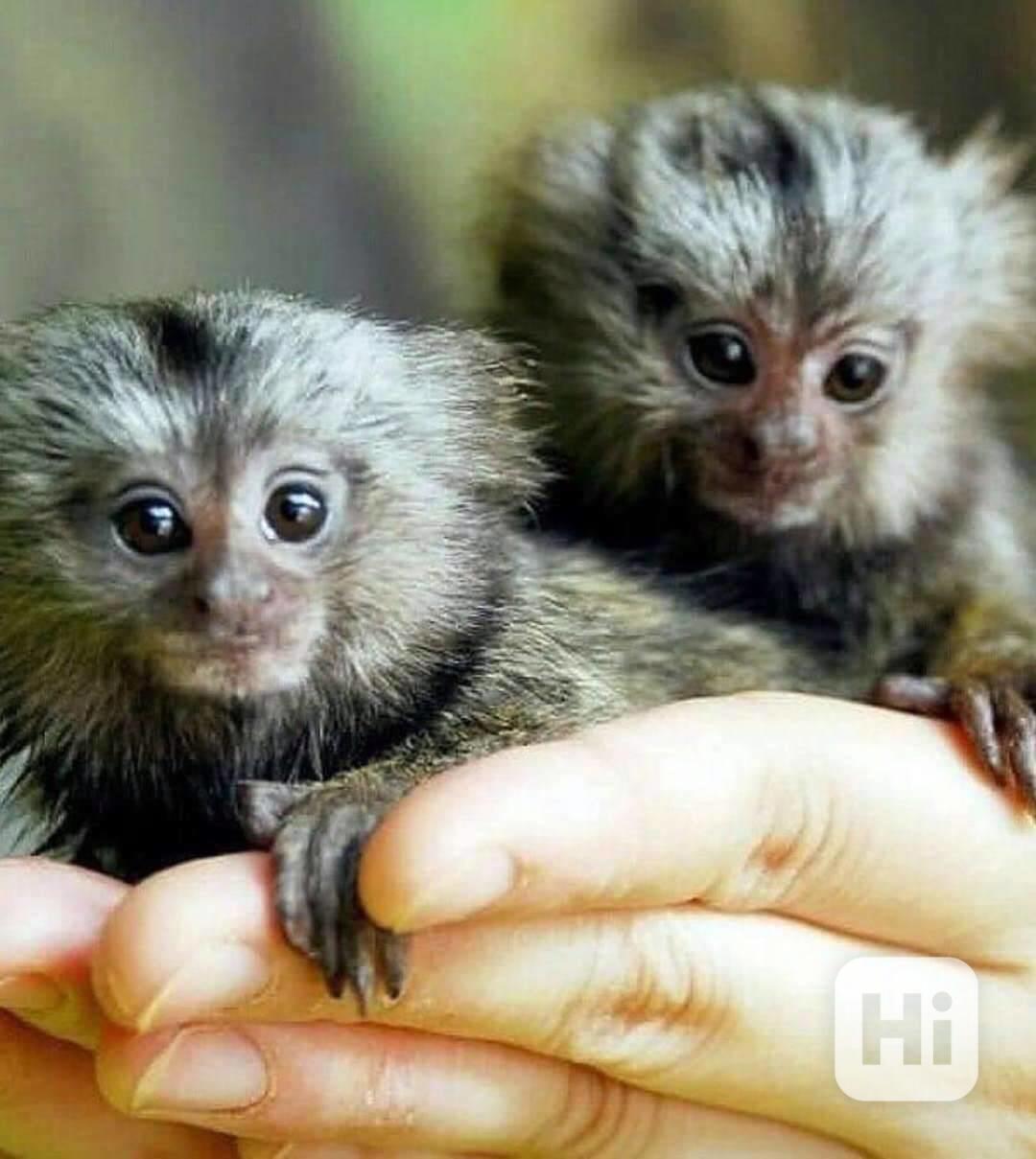 marmoset opice čisté plemeno, fantastický společník - foto 1