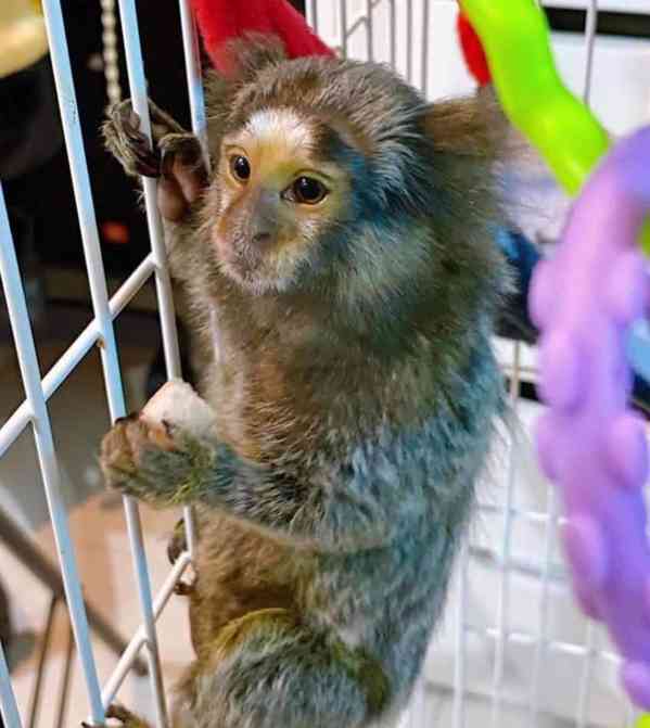 marmoset opice čisté plemeno, fantastický společník - foto 4