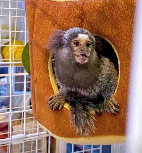 marmoset opice čisté plemeno, fantastický společník - foto 3