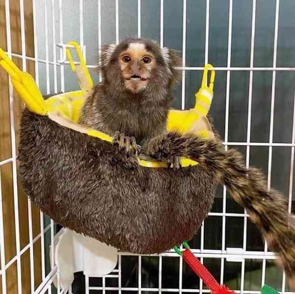 marmoset opice čisté plemeno, fantastický společník - foto 2