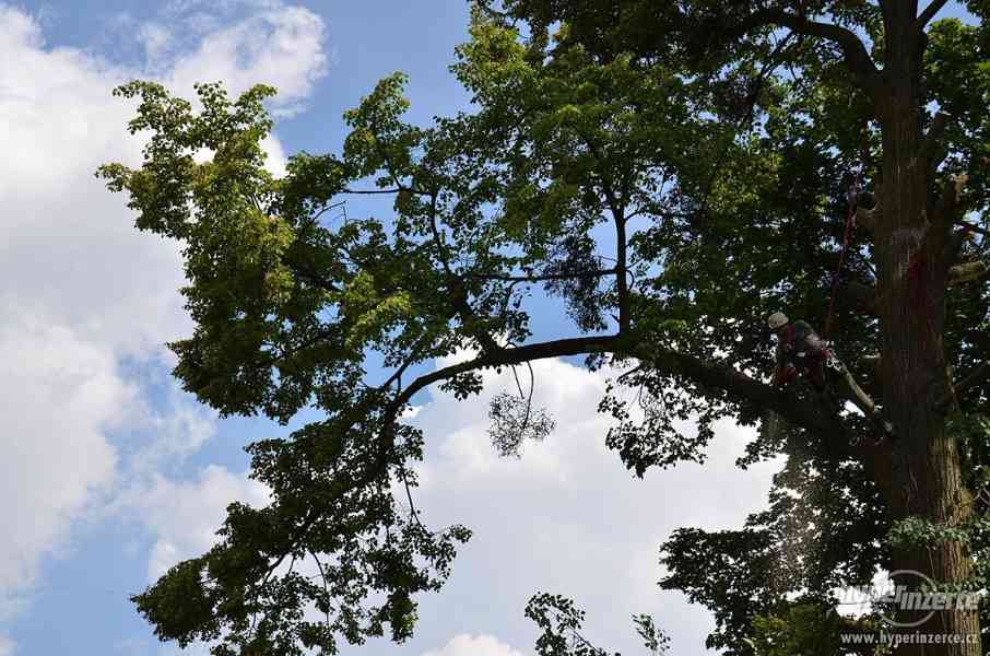 Kácení stromů Kyjov , Rizikové kácení Kyjov - foto 3