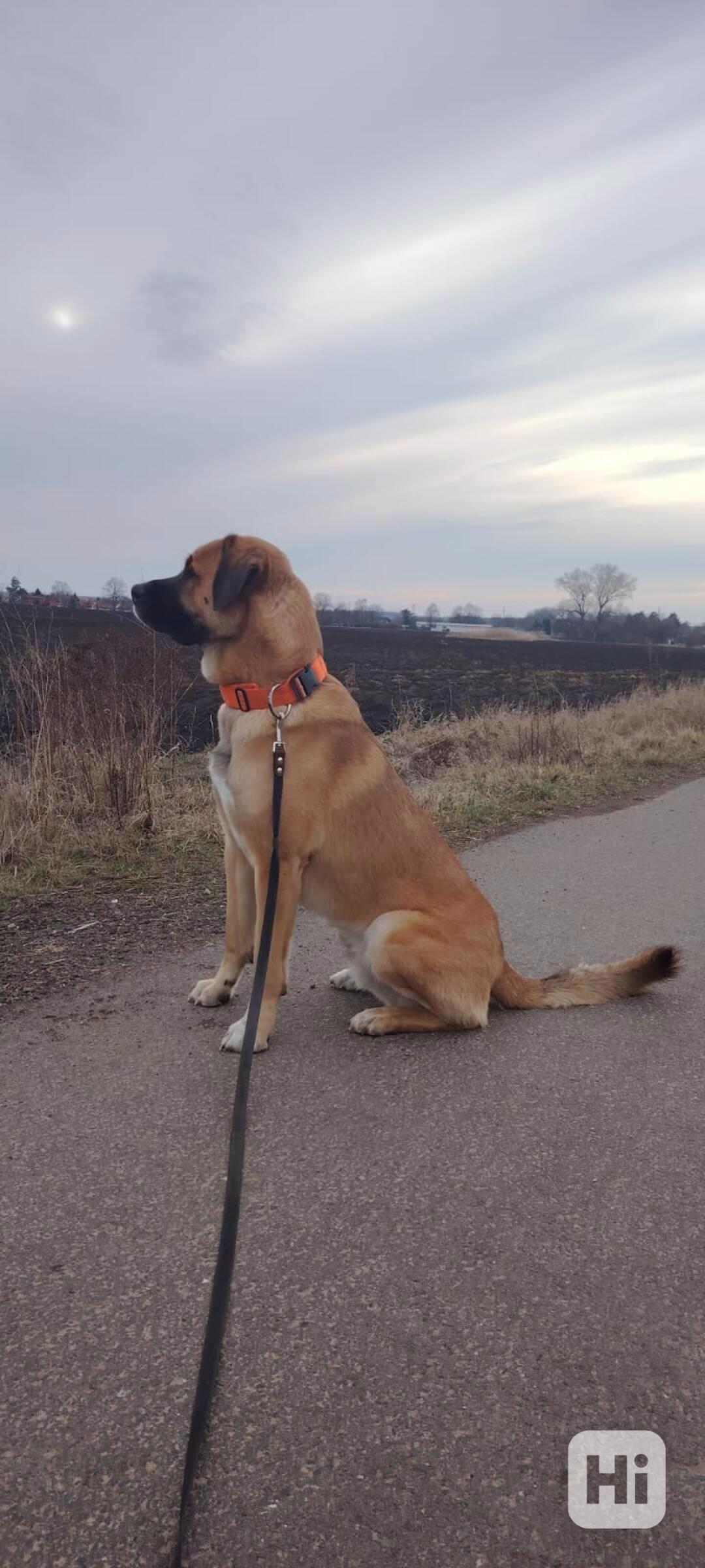 Pastevecký pes - kříženec - foto 1