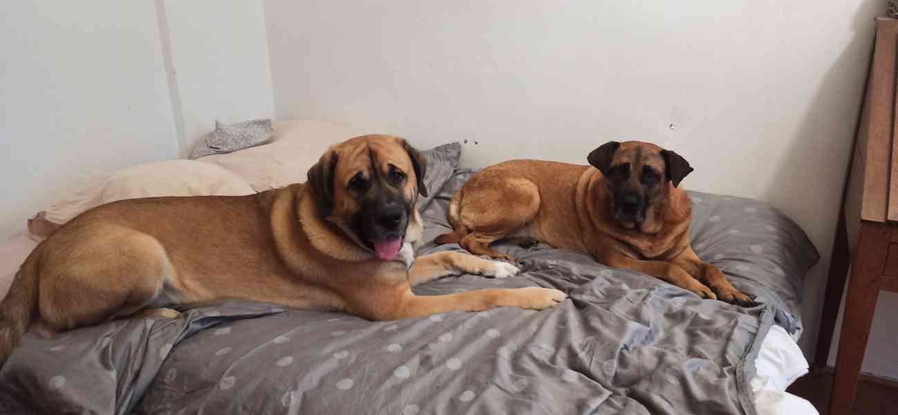 Pastevecký pes - kříženec - foto 4