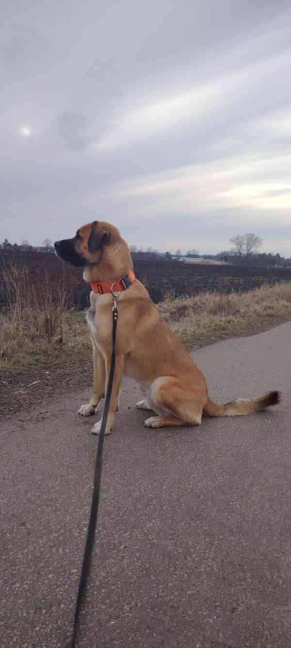 Pastevecký pes - kříženec - foto 1