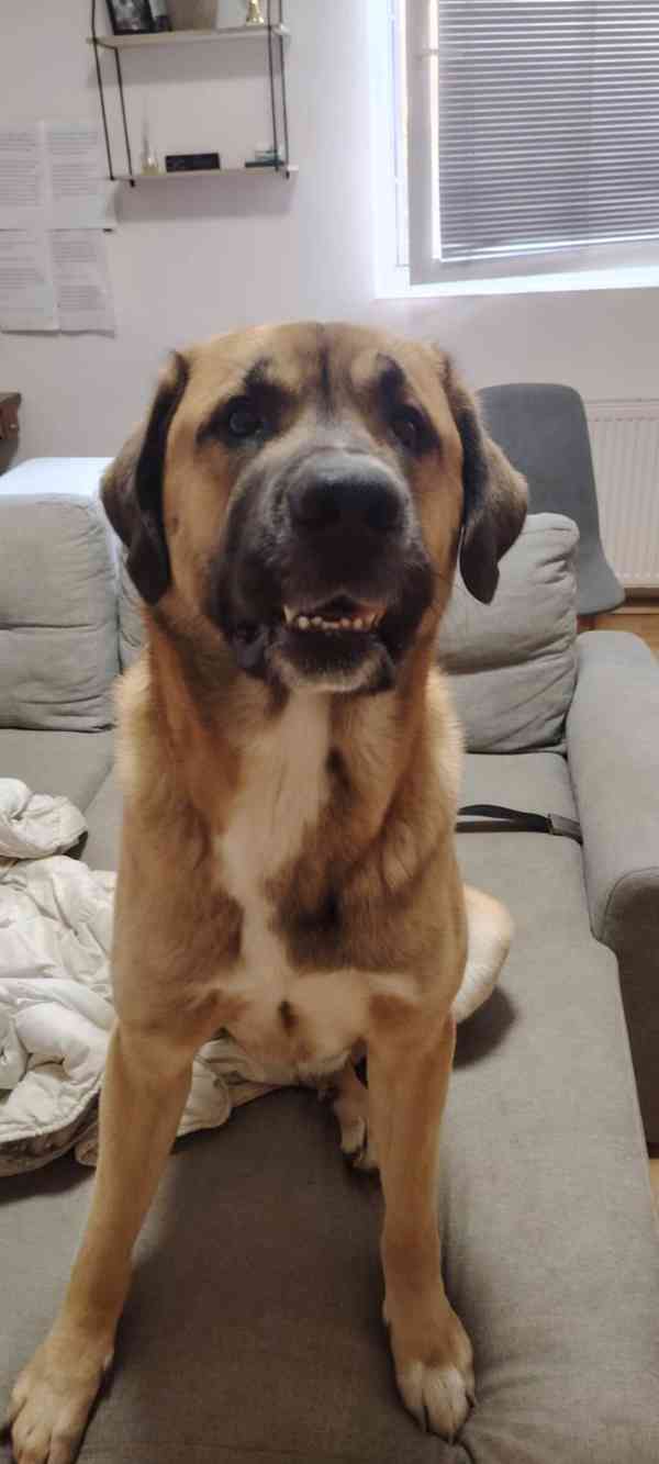 Pastevecký pes - kříženec - foto 3