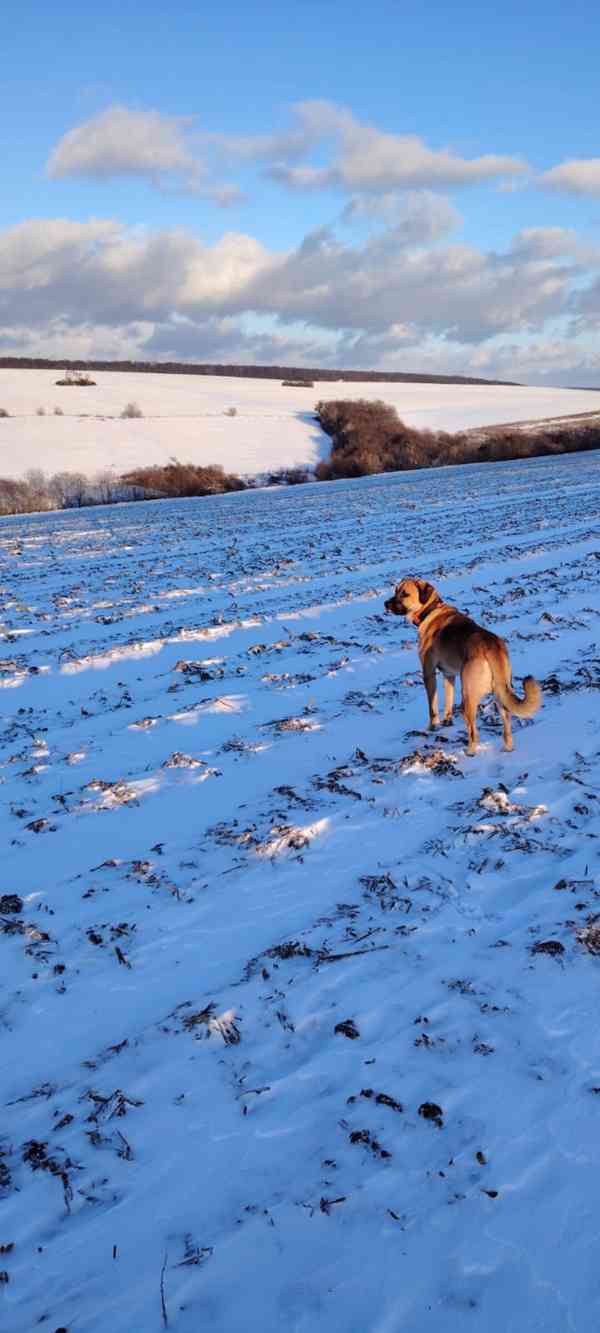 Pastevecký pes - kříženec - foto 2