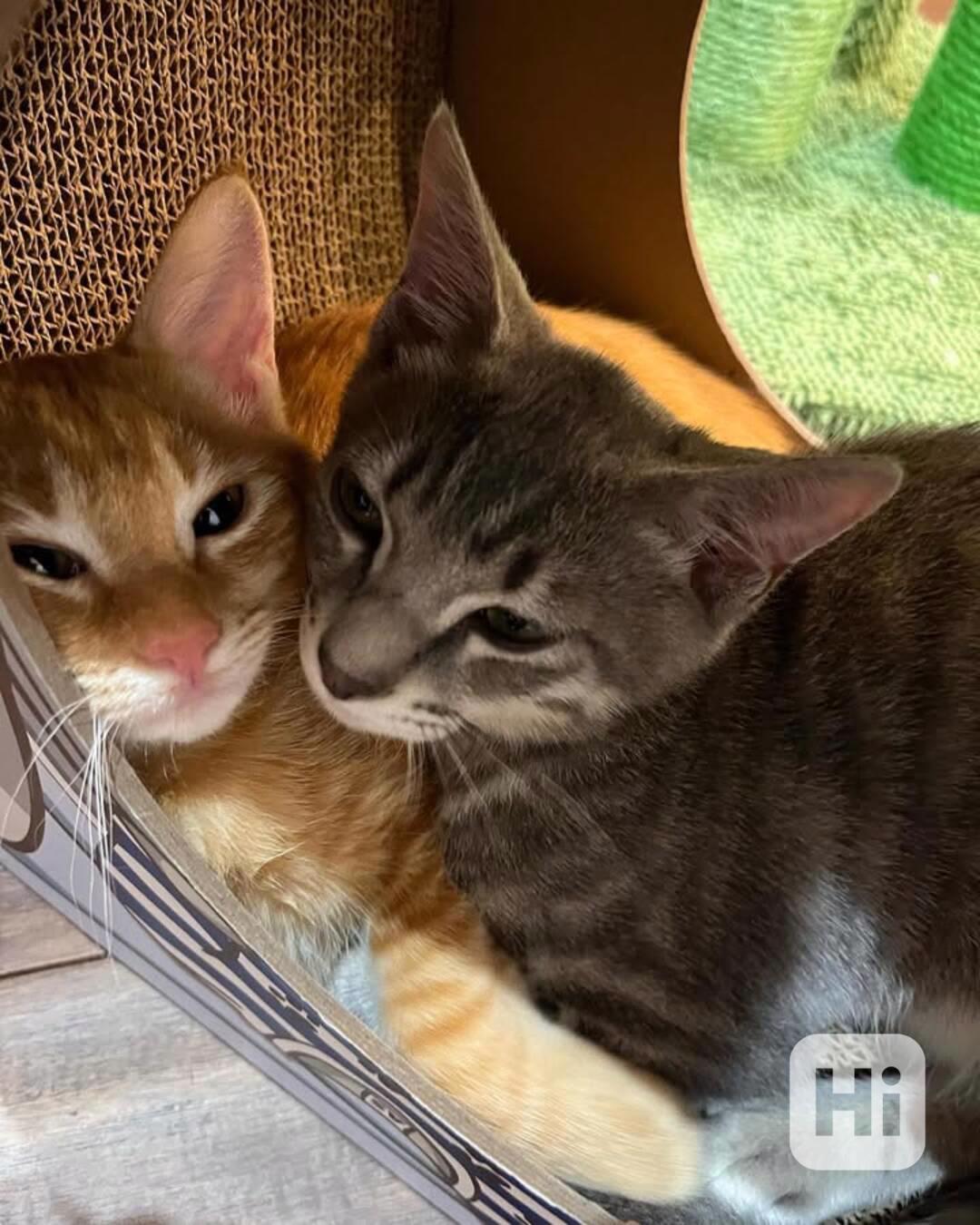 Dokonalý pár k adopci! - foto 1