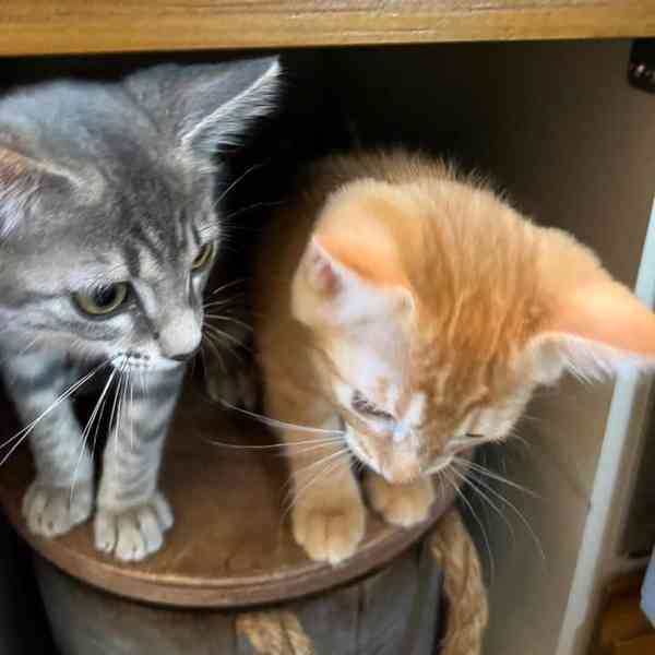 Dokonalý pár k adopci! - foto 2