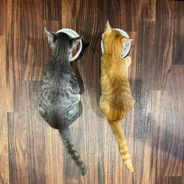 Dokonalý pár k adopci! - foto 4