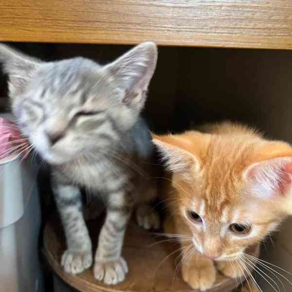 Dokonalý pár k adopci! - foto 3