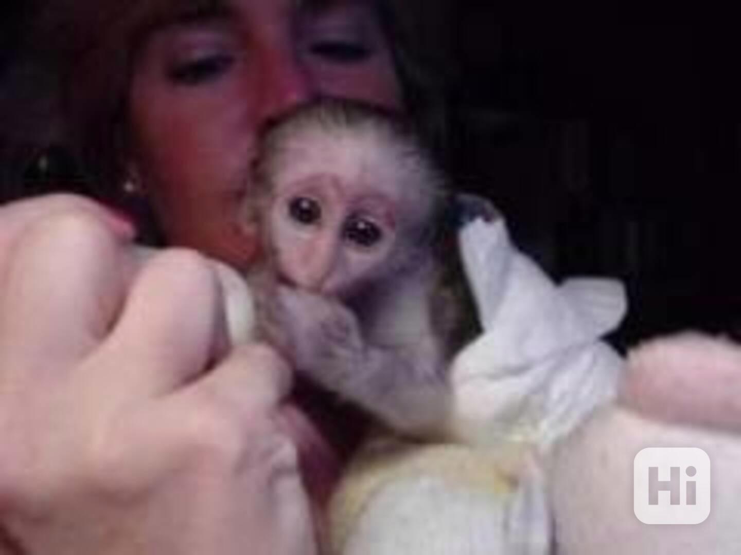 Krásná kapucínská opice k dispozici Zaručuji, že takovou kap - foto 1