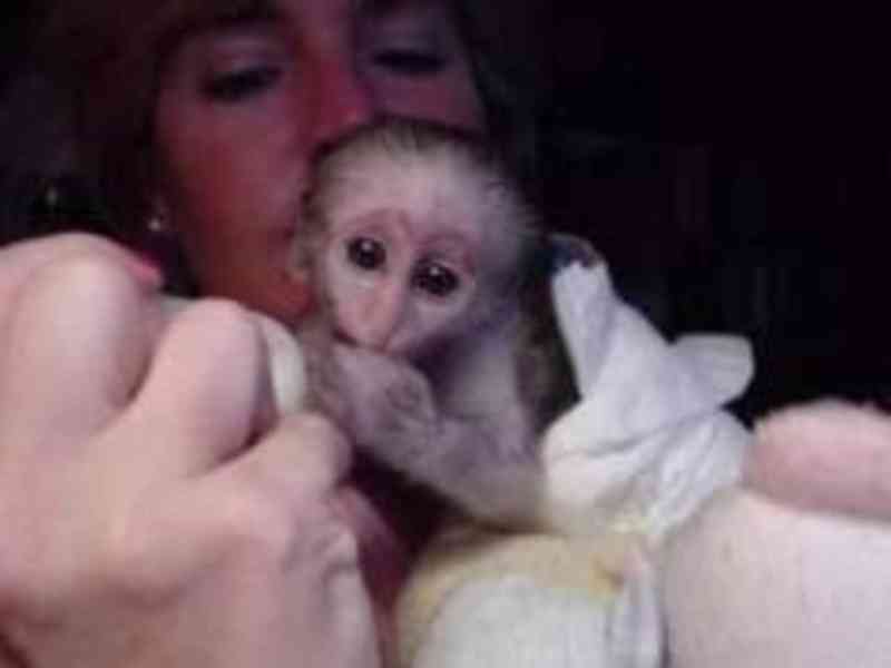 Krásná kapucínská opice k dispozici Zaručuji, že takovou kap - foto 1