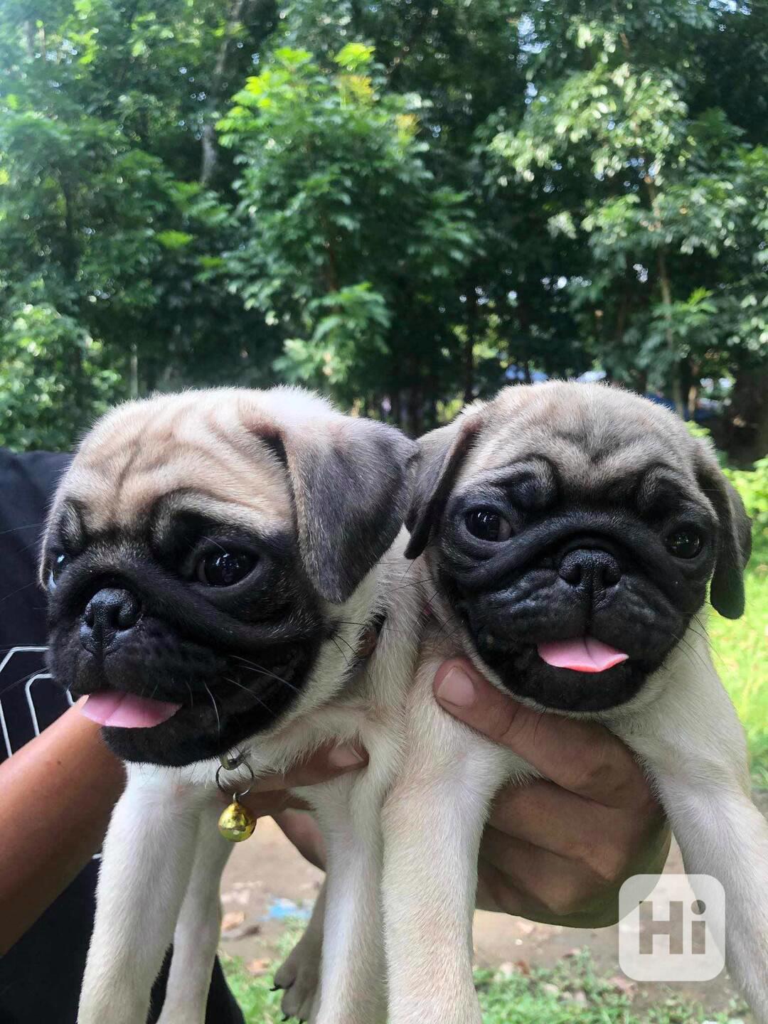 Mopsí štěňata jsou k dispozici k adopci - foto 1